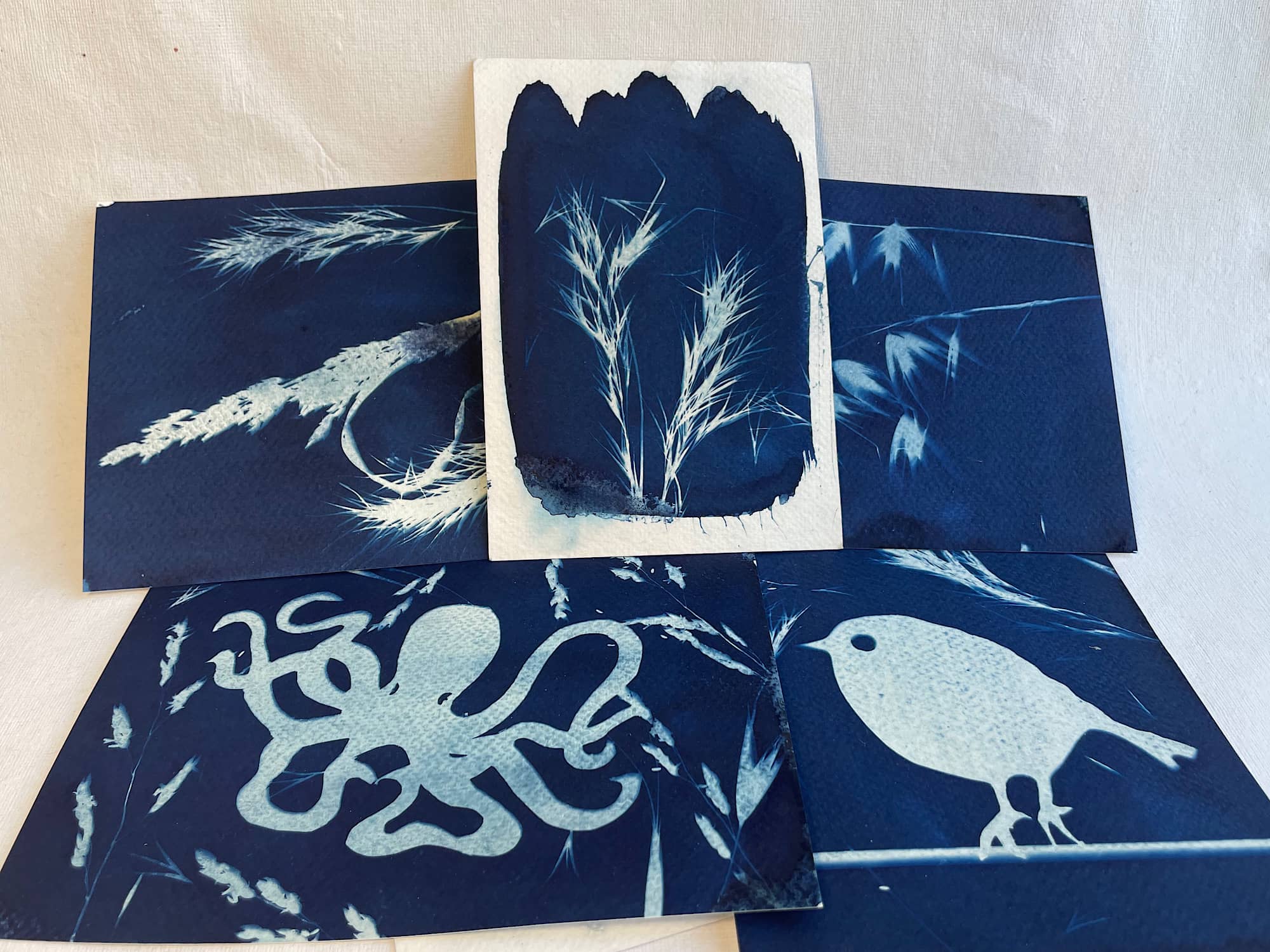 Découverte de la technique du cyanotype KOKELICO